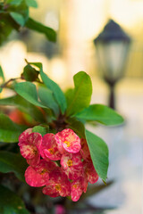 Euphorbia milii in the garden, hotel territory, Egypt.  Crown of thorns, Christ plant, or Christ thorn,  In the background a blurred lantern. Place for text.