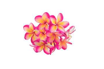 Plumeria (frangipani ) inflorescence with beautiful flowers isolated on white background