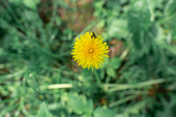 yellow dandelion in the summer field