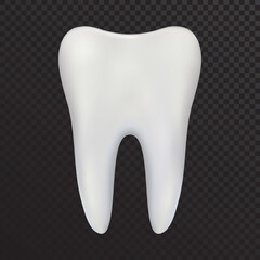 Realistic vector tooth molar. Symbol of dentistry and health of teeth.