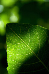 dew on leaf