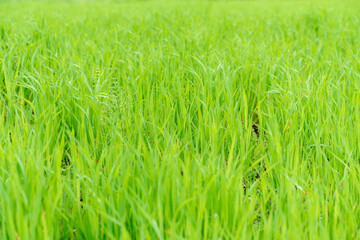 natural green natural background. fresh young grass