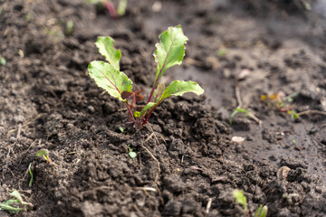 sprout of young beets in the garden