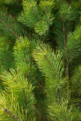 Natural vertical background or wallpaper of green spruce branches and spruce needles. Evergreen tree