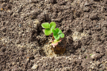 Planting strawberries in the ground. A small strawberry seedling with developed roots stands in the planting hole