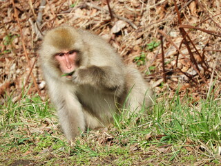 白神山地のニホンザル