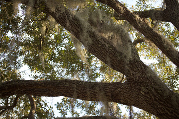 Fototapeta na wymiar Oak Tree Branch with some Spanish Moss
