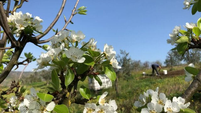 fiori di melo appena sbocciati con agricoltore nello sfondo. agricoltura biologica