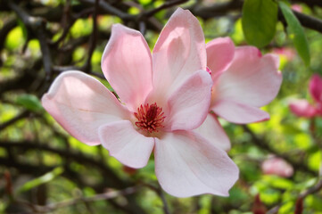 Bloomy magnolia tree