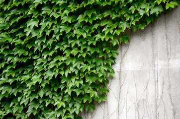 蔦の這う壁