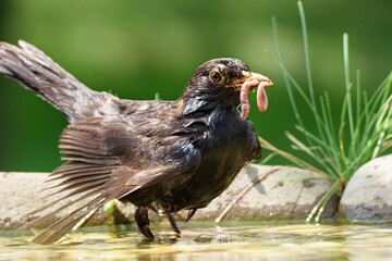 Blackbird with earthworm in water. Czechia. Europe. 