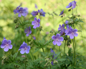 Flowers geranium pratense (meadow cranesbill)