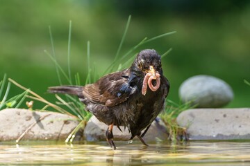 Blackbird with earthworm in water. Czechia. Europe. 