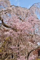 善峯寺の枝垂れ桜