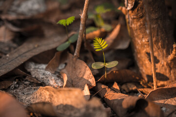 sprouting on the ground, Albizia sidling, light falling on ground with leaves 