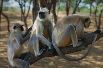Black faced langurs grooming, Rajasthan, India.