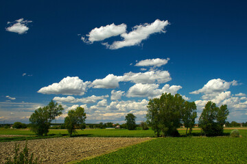 field and blue sky © Taddeo