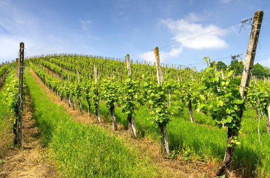Vineyard in Italian valley, in a sunny day