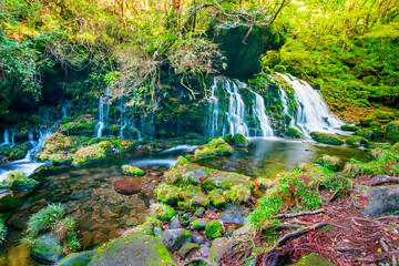 Fototapeta premium Waterfall among many foliages, In the fall, leaves Leaf color change In Yamagata, Japan. Onsen atmosphere. Moss and fern cling to rocks and branches due to moisture in the Fertile forest. soft focus.