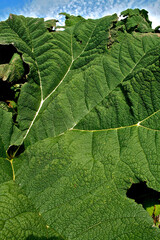 green leaf background