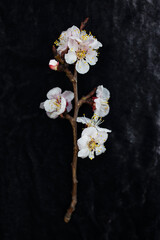 Fototapeta na wymiar Blooming sakura branch close-up on a dark background. Flat lay. Vertical picture.