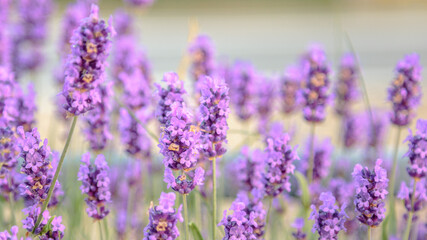 close up of a lavender flowers