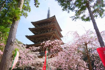 Fototapeta premium Cherry Blossom at Daigoji Temple, Kyoto City, Kyoto Pref., Japan