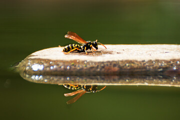 Wasp on stone by water. Reflection in water. 