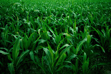 Fototapeta premium green field