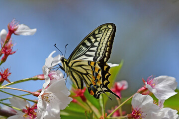 蝶, 花, むし, 自然, 絶対君主, マクロ, 美しい, 動物, 庭, サマータイム, 羽, 緑, 美しさ、アゲハ蝶、桜、満開