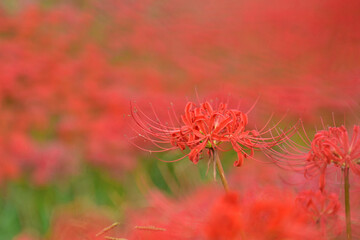 矢勝川のヒガンバナ