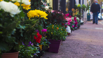 Fototapeta na wymiar Fleurs en bouquet, décorant le trottoir d'une rue de la ville de Casteljaloux