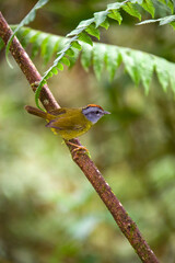 Russet-crowned Warbler - Mindo Cloud Forest - Ecuador