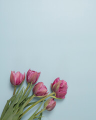 Greeting card with pink tulips on blue background 