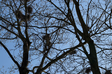 Spring plants and trees in the Yvelines, France