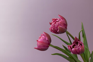 Greeting card with pink tulip on pink background 