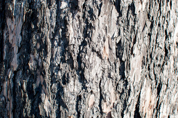Background, texture, design. Close up of the bark of an old tree.