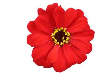 Red zinnia isolated on white. Very detailed