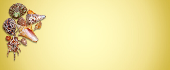 Groupe de beaux coquillages sur fond dégradé jaune - concept voyage vers des plages exotiques