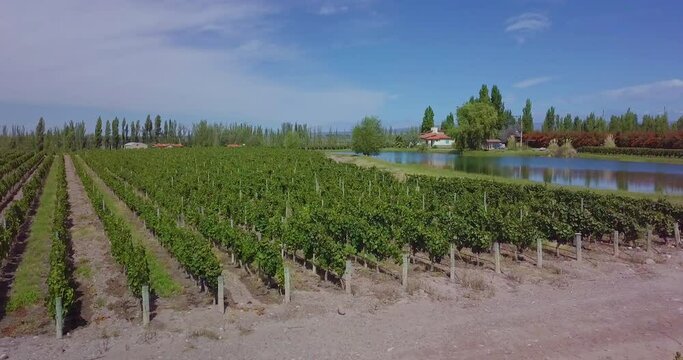 aerial drone footage of malbec vineyards in Lujan de Cuyo, Mendoza, Argentina