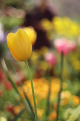 黄色いチューリップ