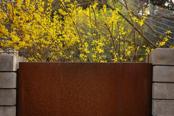 Yellow blooming forsythia in spring for Easter