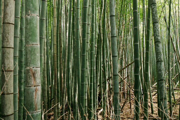 bamboo forest background