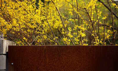 Yellow blooming forsythia in spring for Easter