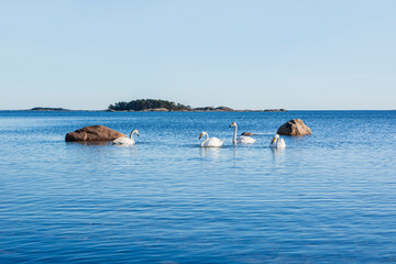 Family  of whooper swans (Cygnus cygnus) in the sea water, Hanko, Finland