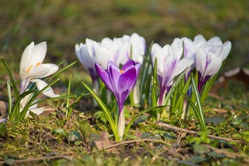 Purple and white crocus on a meadow