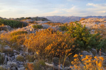 Fototapeta premium Rocky land with floral plants and juniper at sunset, Adriatic sea, Dalmatia, Croatia