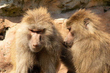 Hamadryas baboon (Papio hamadryas) an adult  Hamadryas baboon being groomed