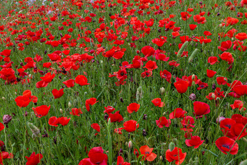 field of red poppies