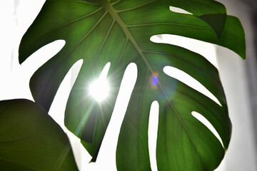 the morning sun shines through the green leaf of the monstera flower in the home interior
